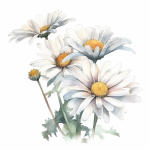 Read more about the article 四月雛菊 Daisies